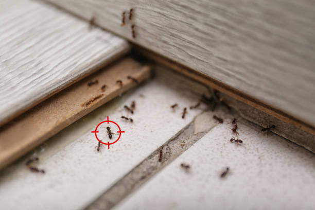 Best Bed Bug Extermination  in Wenatchee, WA