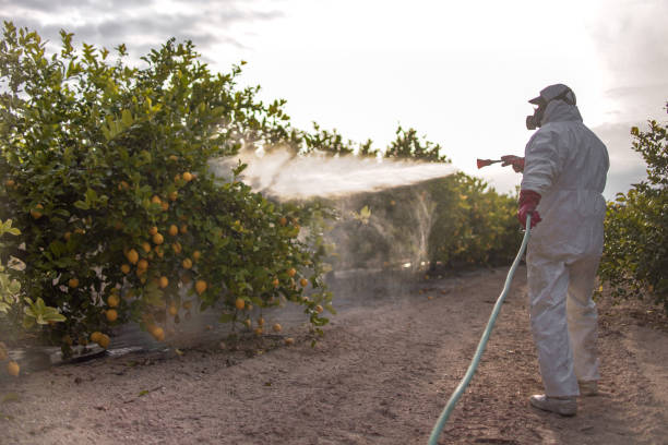Best Spider Control Near Me  in Wenatchee, WA