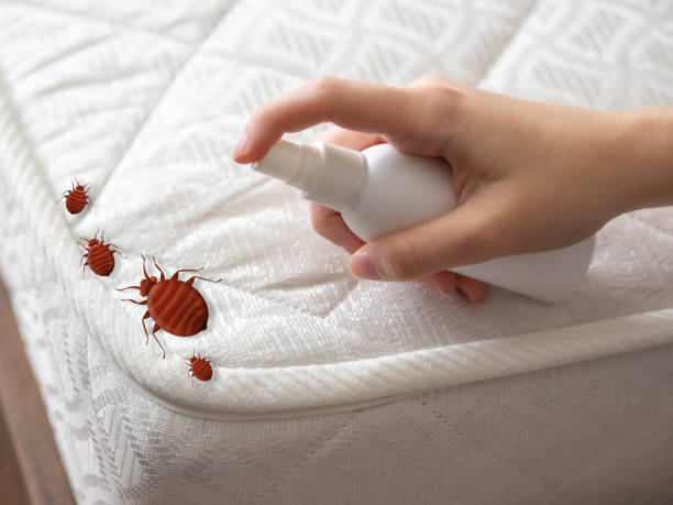 Best Affordable Pest Control Services  in Wenatchee, WA